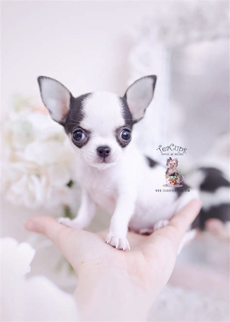 Cannot pick up until 6-7 weeks. . Teacup chihuahua for sale australia